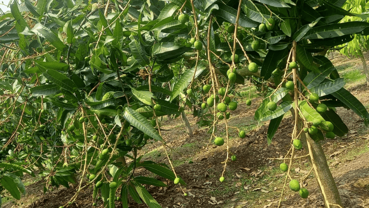 এবার রাজশাহীতে আম উৎপাদনের লক্ষ্যমাত্রা ১১ লাখ ৯৮ হাজার মেট্রিন টন