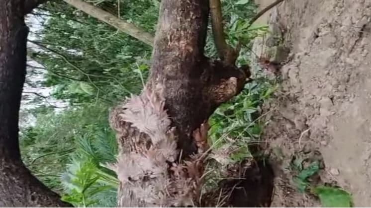 ময়মনসিংহে ঝড়ে গাছ উপড়ে পরে দুই জনের মৃত্যু