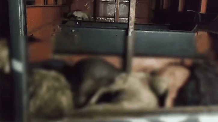 বাসের বক্সে দম বন্ধ হয়ে মারা গেল ৪৭ ছাগল