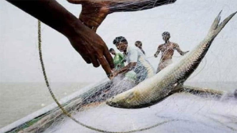 আগামী ১৫ এপ্রিল থেকে ইলিশ ধরা বন্ধ থাকবে ৫৮ দিন