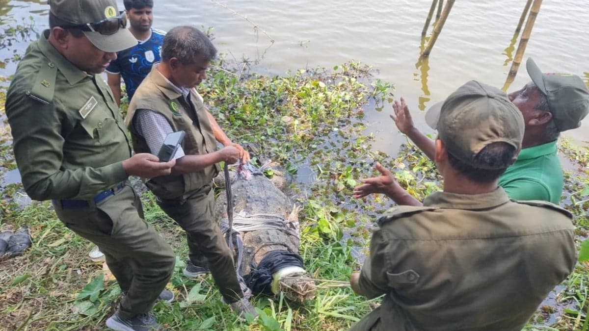 ক্ষুব্ধ খানজাহান আলী মাজারের প্রধান খাদেম, কুমির ফিরিয়ে দেওয়ার দাবি