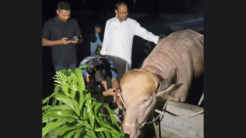 ‘ডোনাল্ড ট্রাম্প’ খ্যাত অ্যালবিনো মহিষটির জায়গা হলো মিরপুর চিড়িয়াখানায়