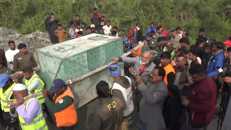 সুন্দরবনে হরিণ শিকারিদের ফাঁদে আটকা বাঘিনী ২৪ ঘণ্টা পর উদ্ধার
