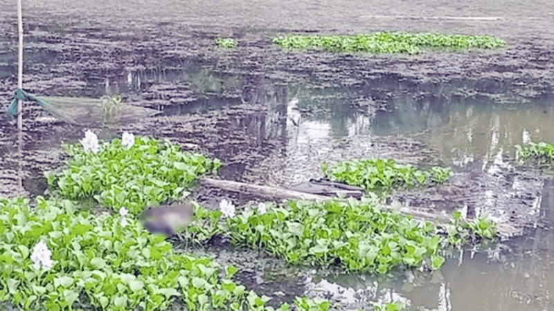 মহেশপুর সীমান্তে ৭২ ঘণ্টায় দুই মরদেহ উদ্ধার