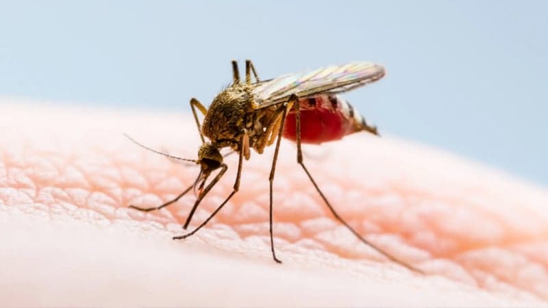 ডেঙ্গুতে ২৪ ঘণ্টায় আরও ৩ জনের মৃত্যু