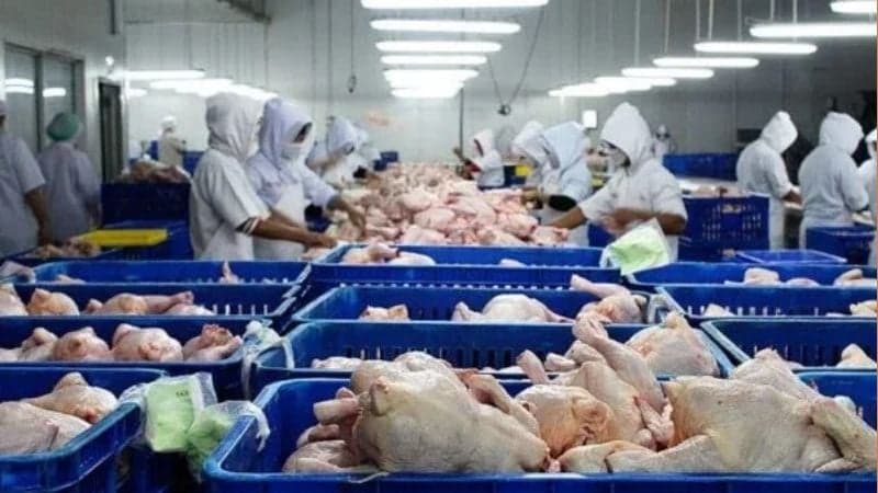 বাংলাদেশ থেকে হিমায়িত পণ্য আমদানিতে নিষেধাজ্ঞা তুলে নিল কুয়েত