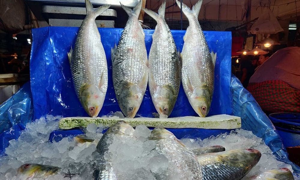 দুর্গাপূজায় ভারতে তিন হাজার টন ইলিশ পাঠাবে বাংলাদেশ 