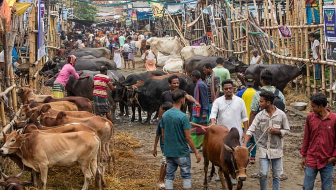 বড় গরুর চাহিদা নেই কোরবানির হাটে, ছোট পশুর সংকটেও বেচা-কেনার ধুম