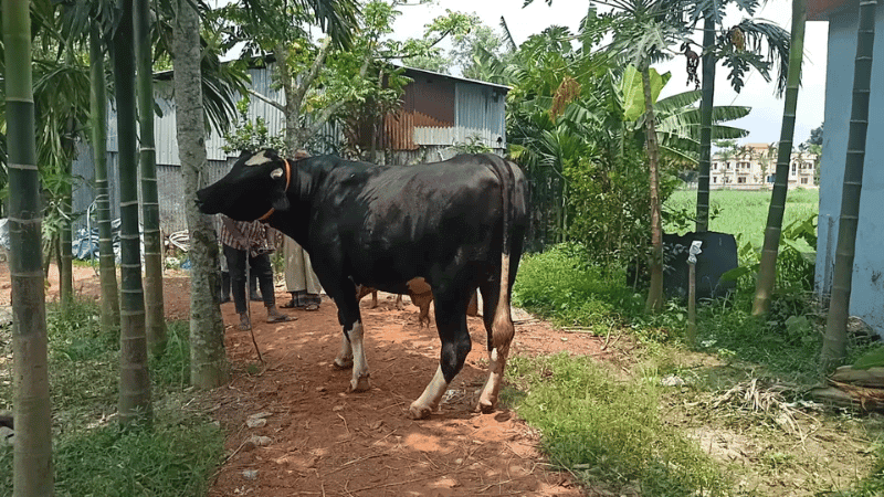নামাজ শেষে দেশজুড়ে শুরু পবিত্র কোরবানির কার্যক্রম