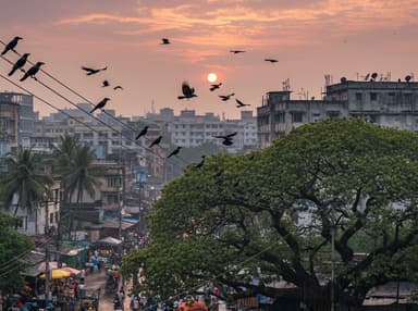 কাকের ডাক কমছে, সতর্ক বার্তা দিচ্ছে প্রকৃতি