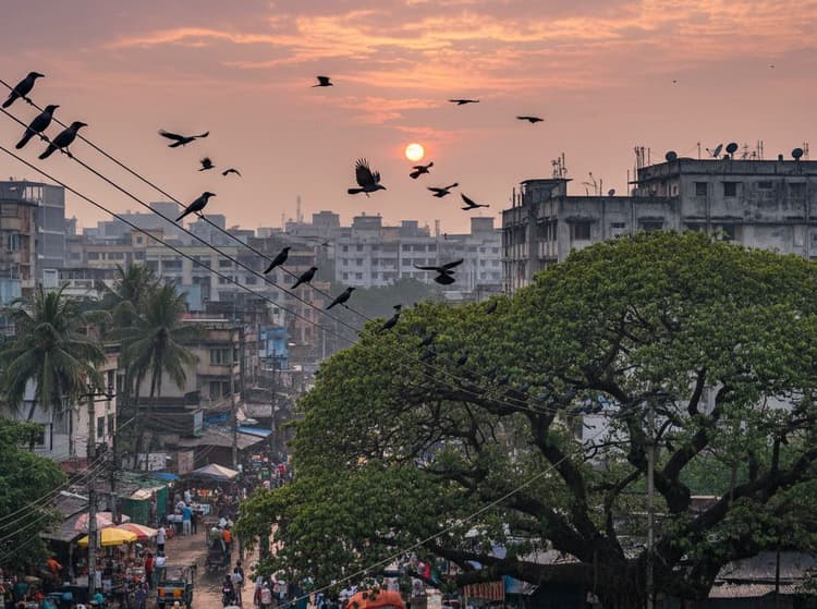 কাকের ডাক কমছে, সতর্ক বার্তা দিচ্ছে প্রকৃতি