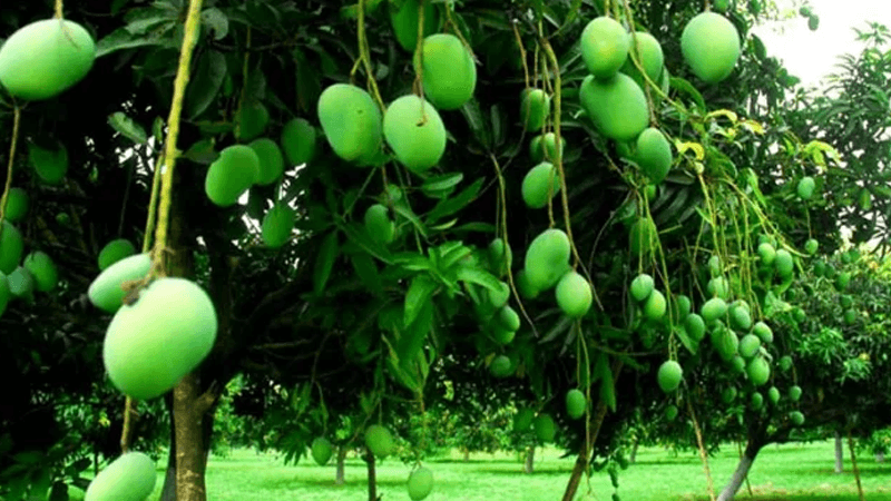 রাজশাহীর কোন আম কবে পাওয়া যাবে